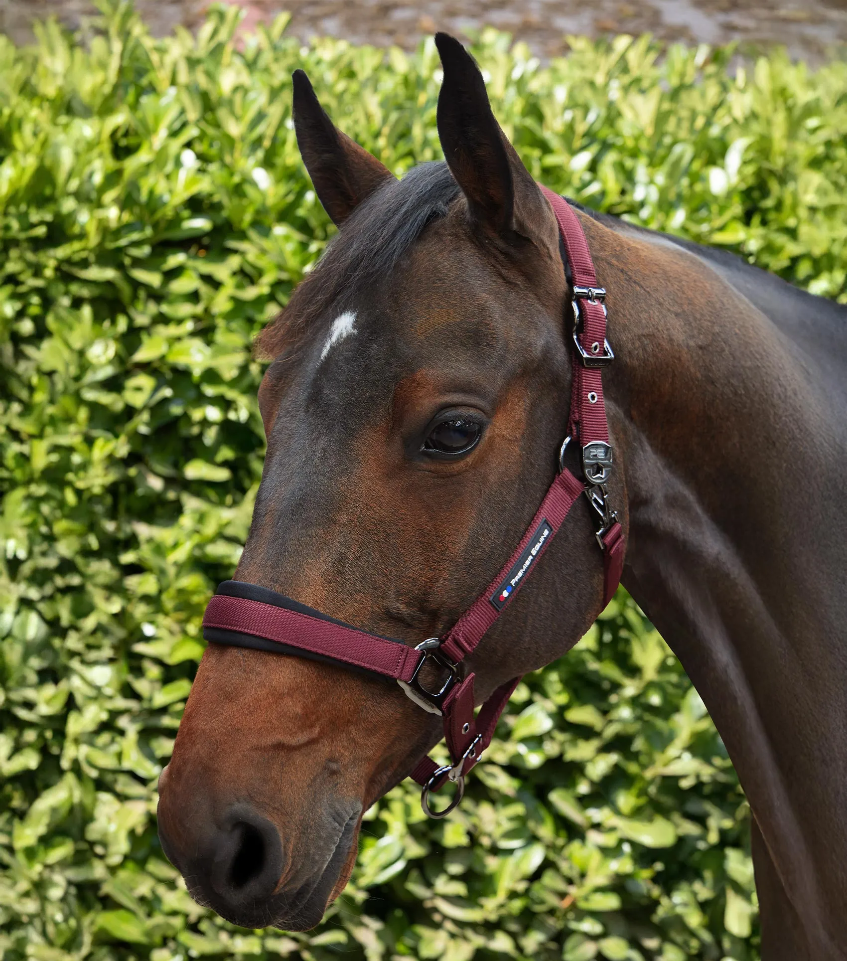 Corda Padded Head Collar with Lead Rope Burgundy