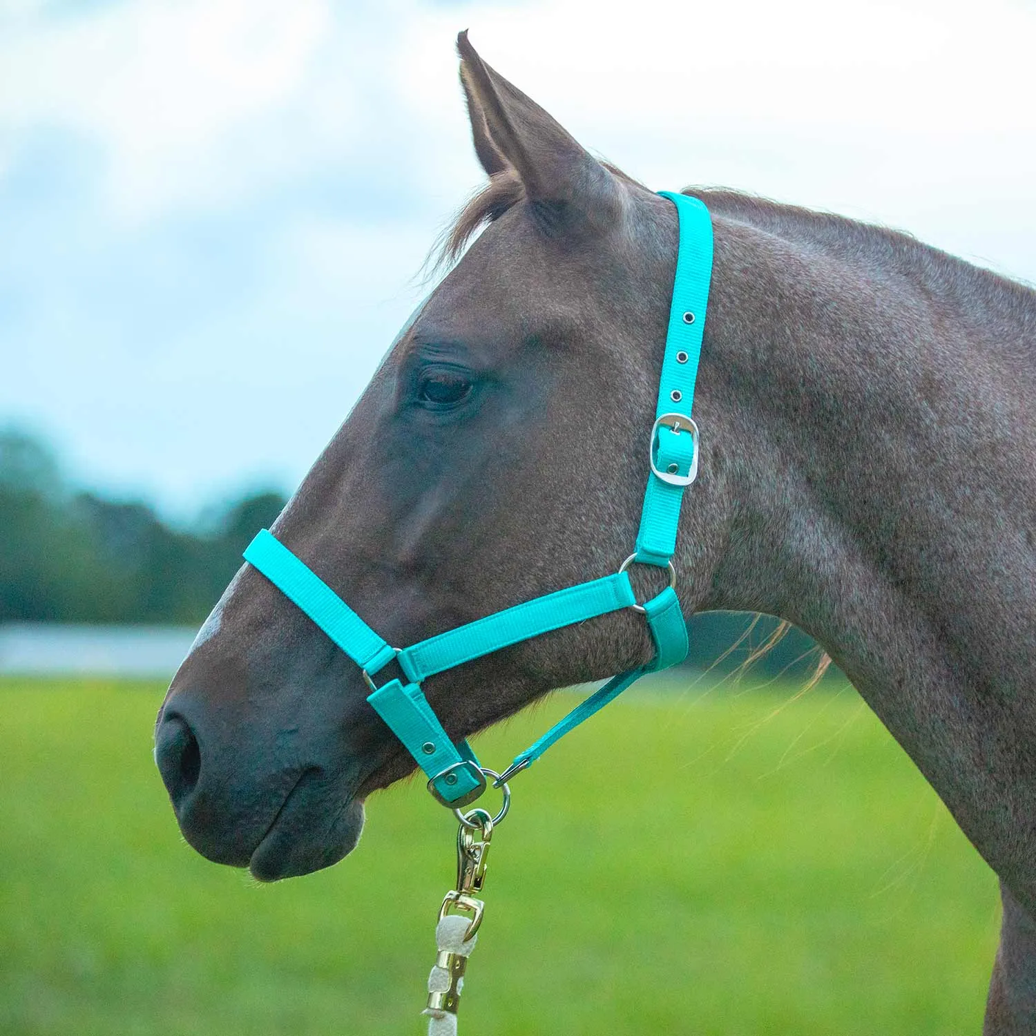 Jeffers Adjustable Nylon Full Size Horse Halter