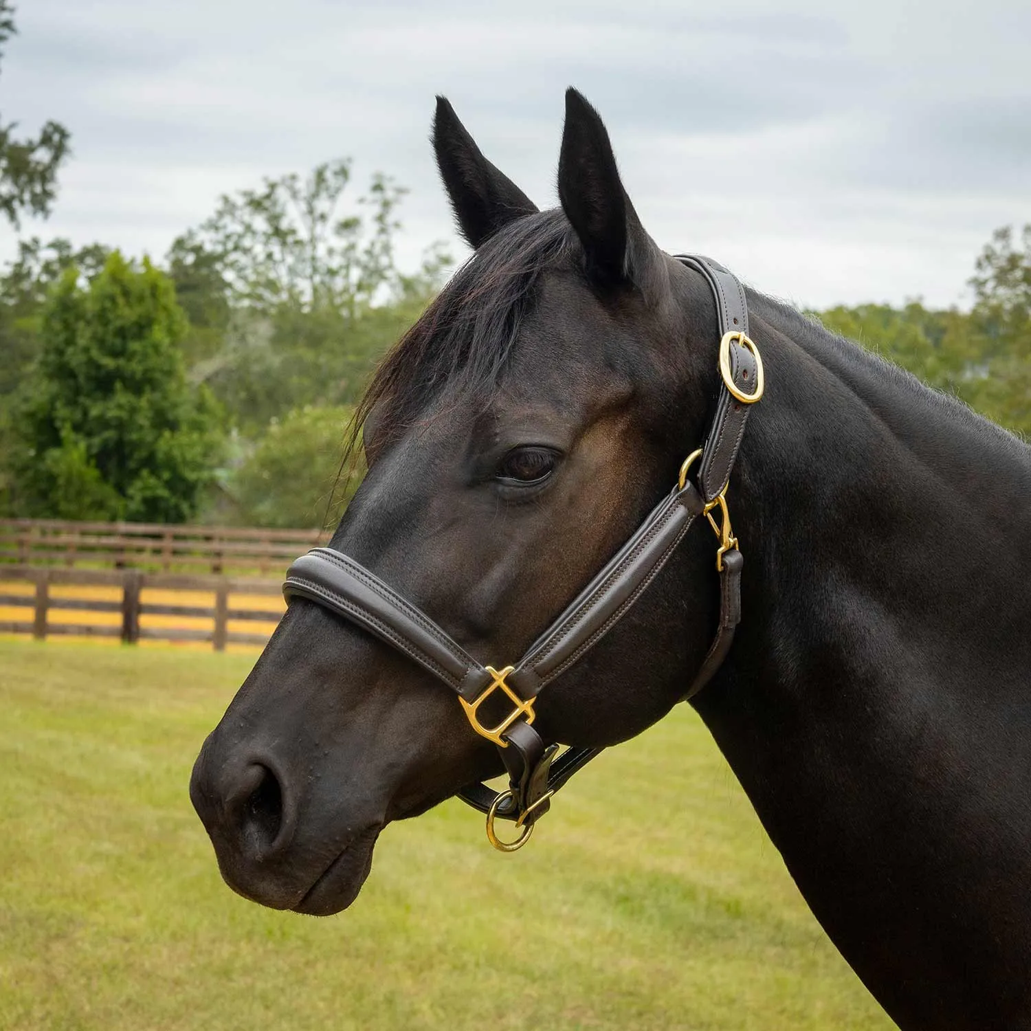 Jeffers Softie Padded Leather Halter